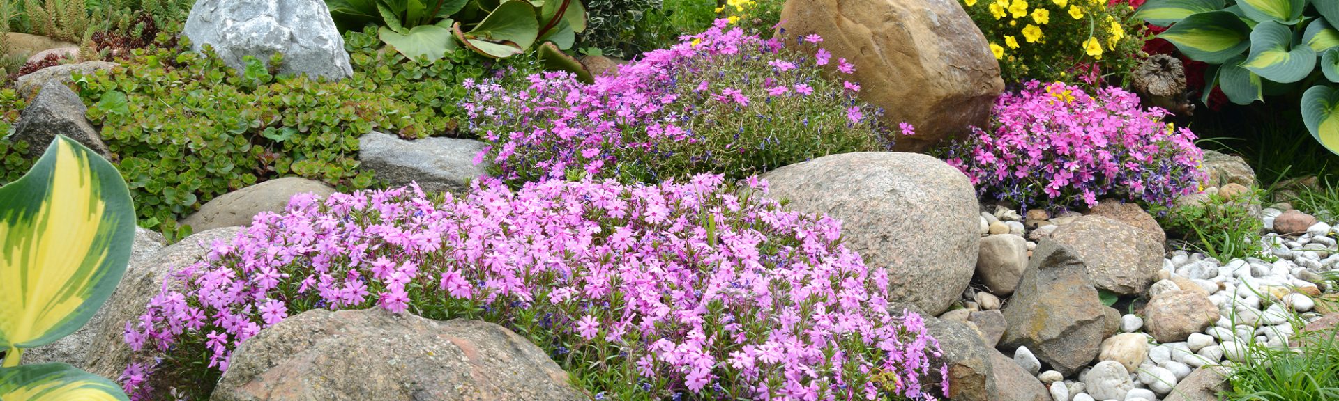 Plantes vivaces pour rocailles