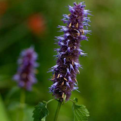 agastache fleur