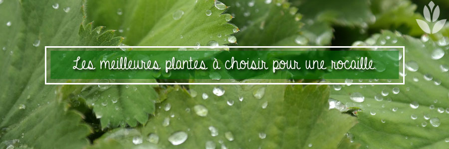 meilleures vivaces pour une rocaille