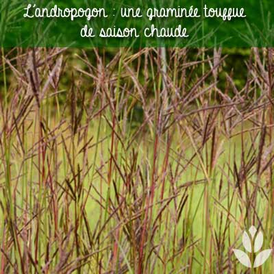 andropogon graminée touffue