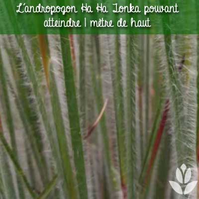 andropogon ha ha tonka