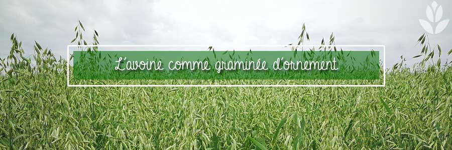 avoine graminée