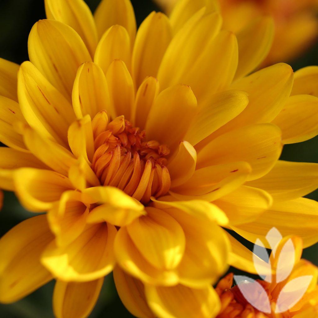 chrysanthème