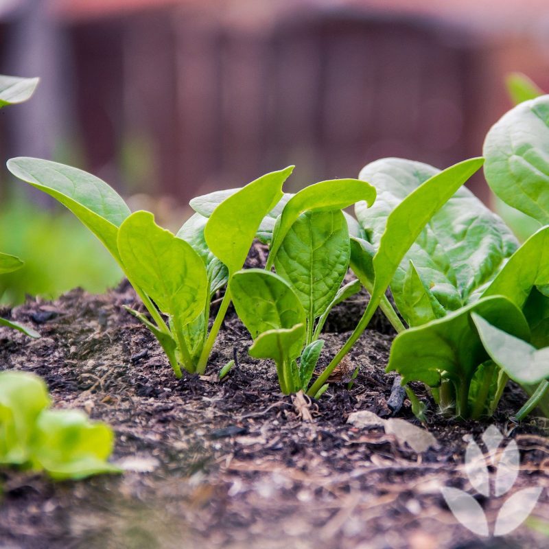 Potager L ombre Quels L gumes Planter Conseil Jardin Willemse potager-l-ombre-quels-l-gumes-planter-conseil-jardin-willemse