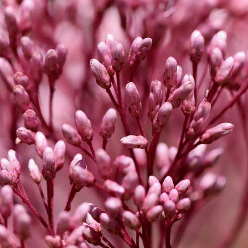 Eupatoire Eupatorium Comment Et O Planter Cette Florif re Et Eupatoire Eupatorium Comment Et O Planter Cette Florif re Et