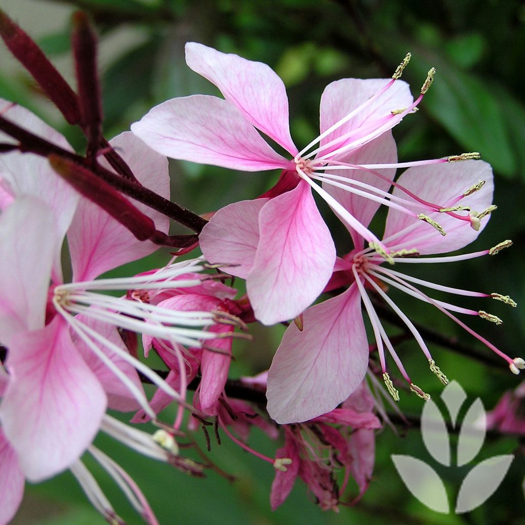 gaura