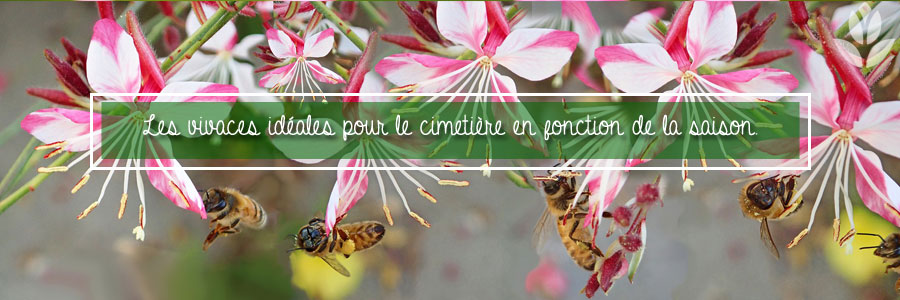 vivaces pour le cimetière en fonction de la saison