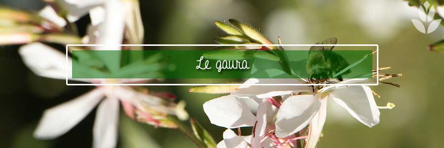 gaura