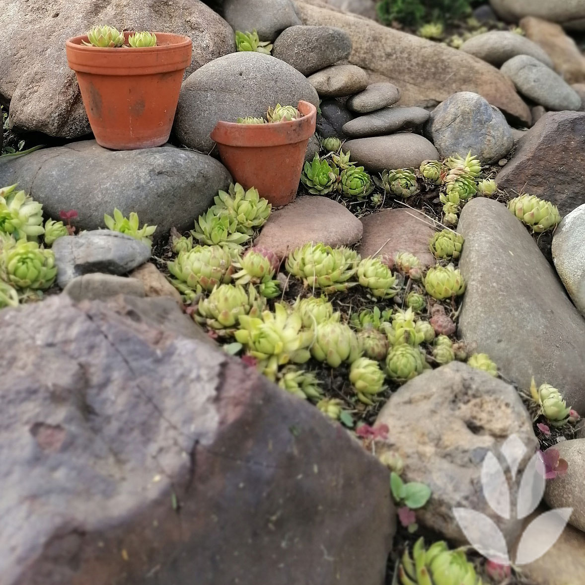 jardin de rocaille
