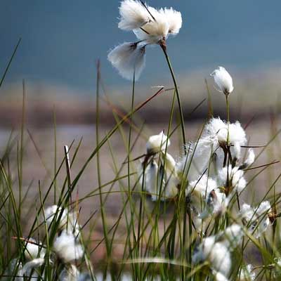 Linaigrette