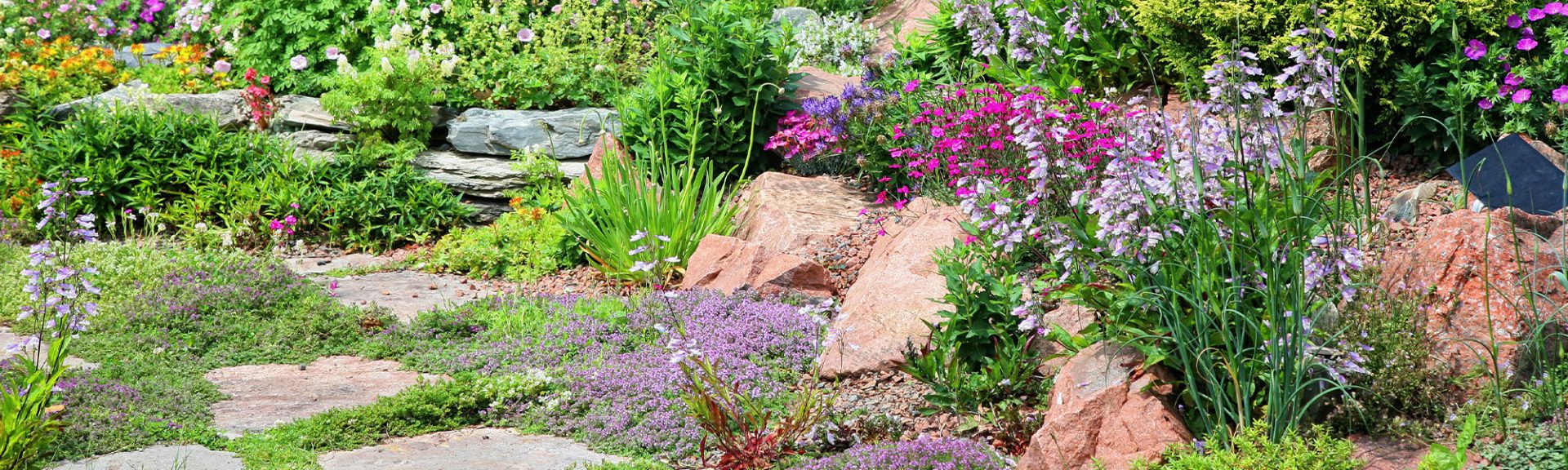 Plantes pour rocailles