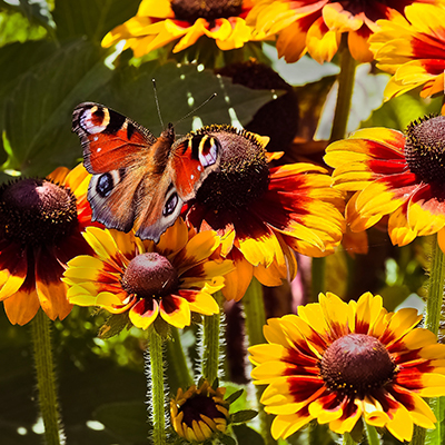 un papillon posé sur une fleur de rudbeckia