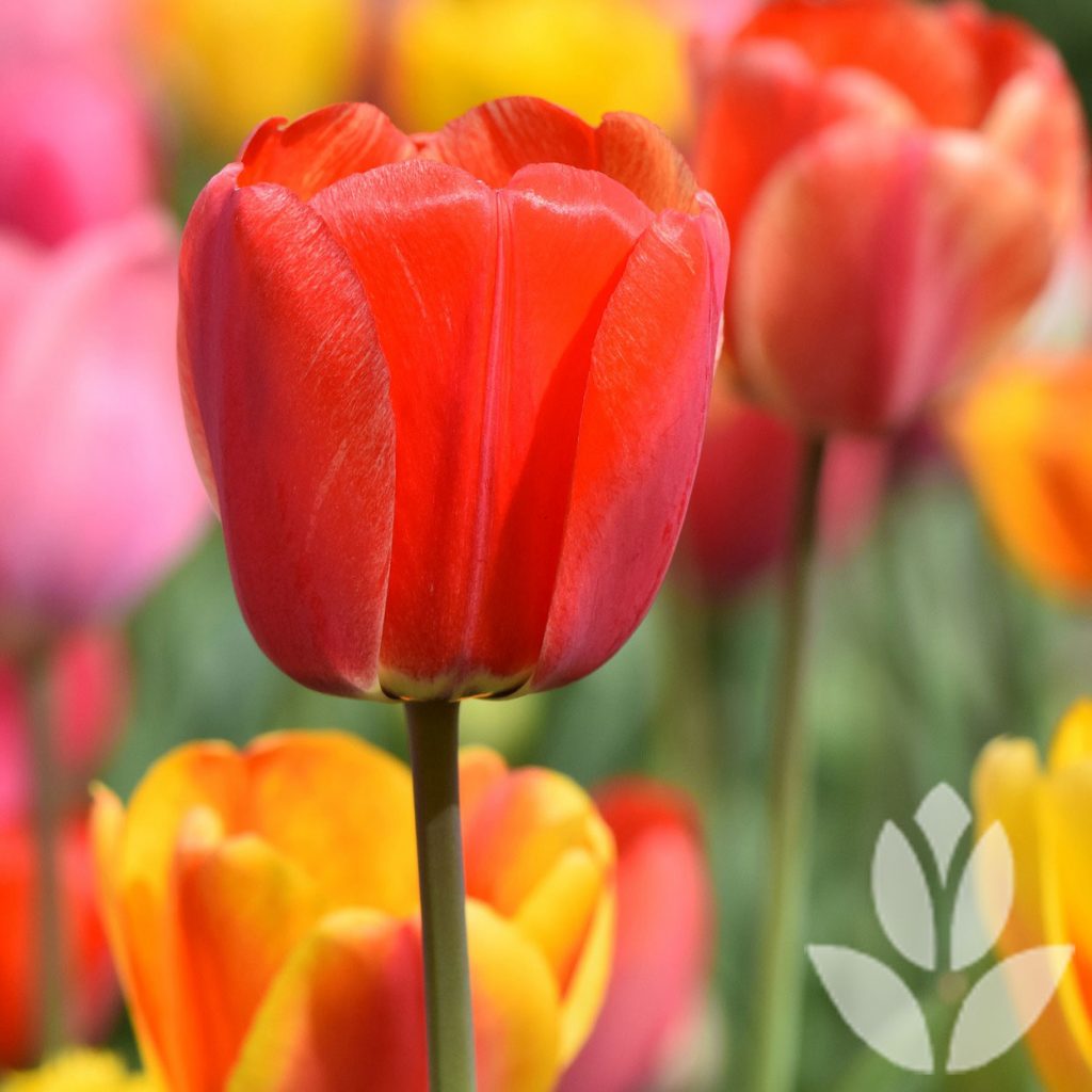 tulipe