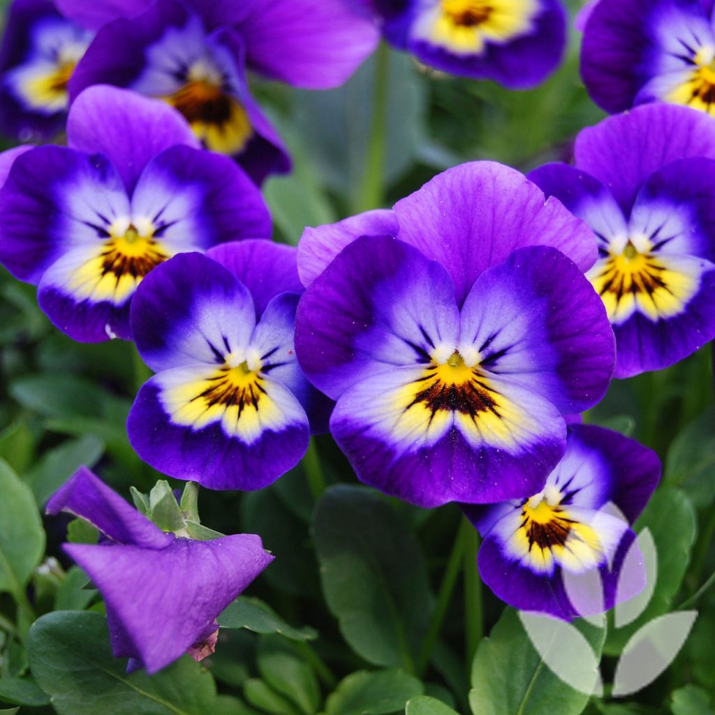 viola cornuta