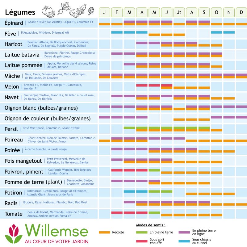 Calendrier des semis et plantations des graines du potager