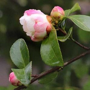 Plantes Commencant Par C Conseils Pour Votre Jardin