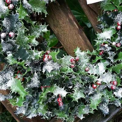 houx rustique feuillage neige