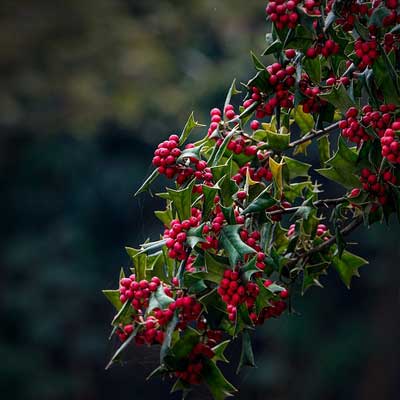 houx baies rouges feuillage mi ombre