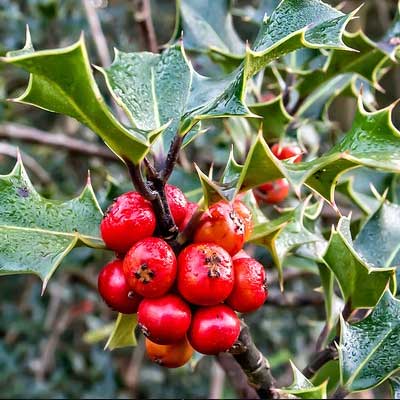 houx feuillage baies rouges humidité