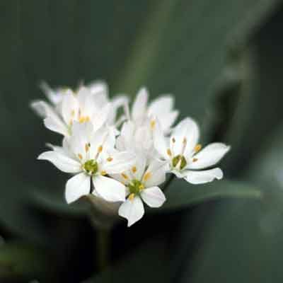 Triteleia-fleur