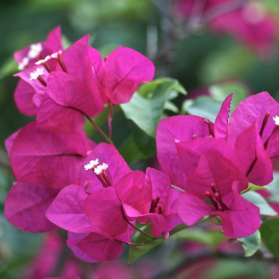 bougainvillier fleur rose