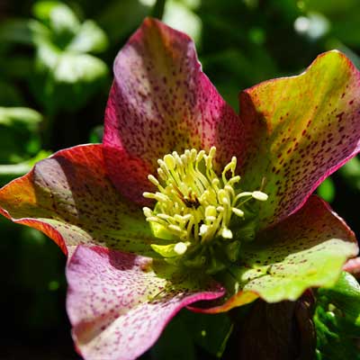 hellébore rose rose de noël