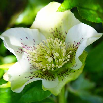 hellébore blanche rose de noel