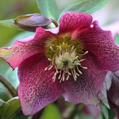 hellébore rose rose de noel