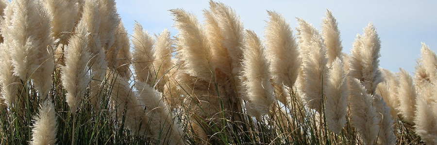 herbe de la pampa