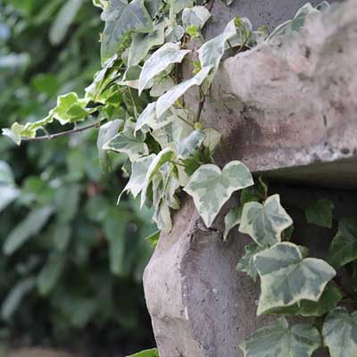 lierre plante grimpante banc pierre