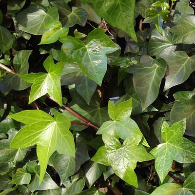 lierre plante grimpante feuilles vertes