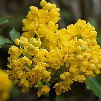 mahonia arbuste floraison jaune
