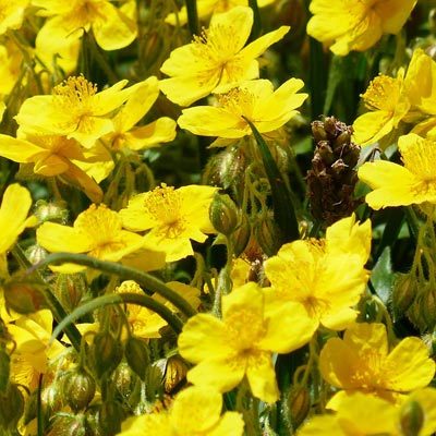 hélianthème fleurs jaunes
