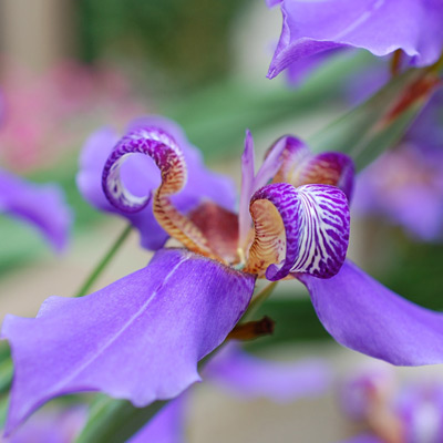 Iris de Sibérie et du Japon fleur violette