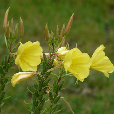 onagre plante vivace fleurs jaunes