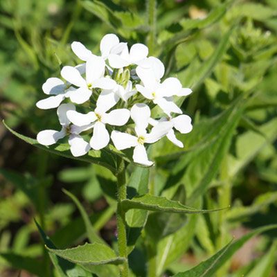 Pachypragma floraison fleurs blanches