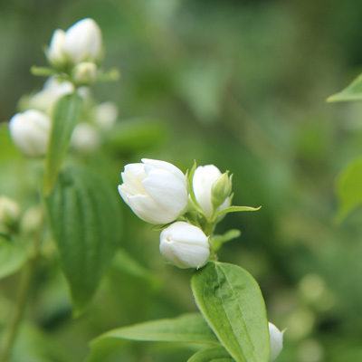 seringat arbuste floraison blanche feuillage vert