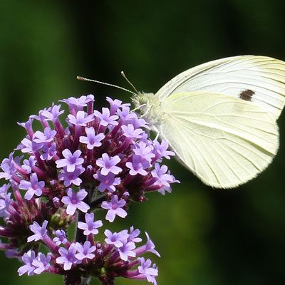 verveine fleur violette phyla papillon blanc