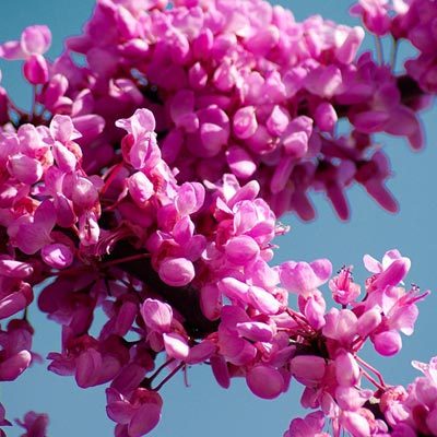 fleurs arbre de judée cercis