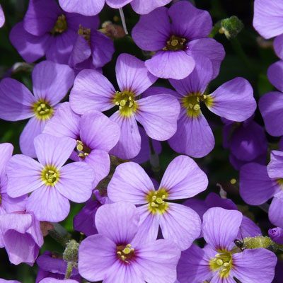 aubrieta fleurs violettes