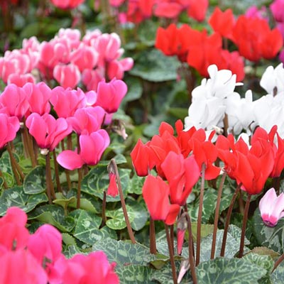 cyclamens fleuris rouges blancs roses