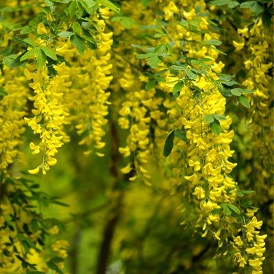 Cytise feuillage fleurs jaunes