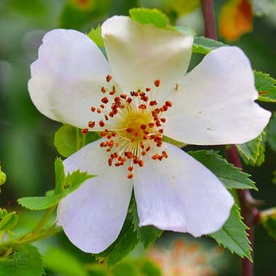 fleur blanche eglantier