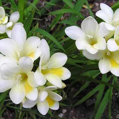 freesias verdure fleurs blanches trompette