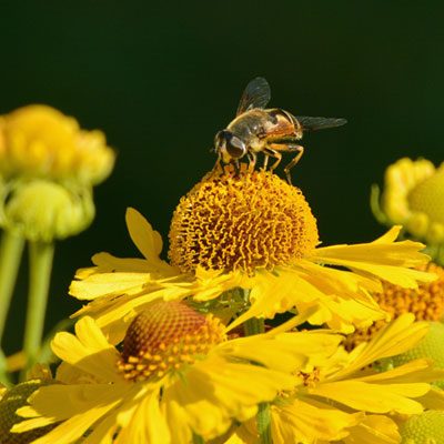 Hélénie Hélénium Insecte Fleurs jaunes