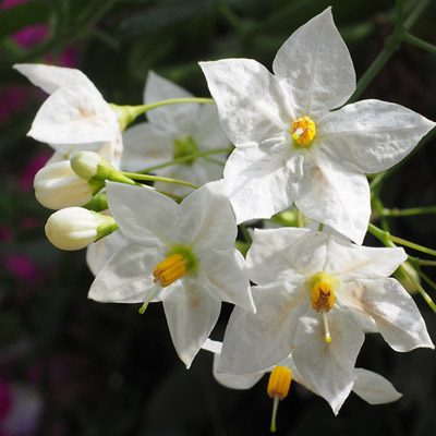 morelle solanum fleurs blanches
