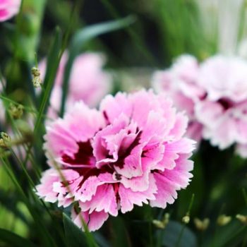 Oeillet (Dianthus caryophyllus) : variétés, plantation et entretien