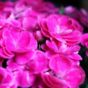 Oeillet (Dianthus caryophyllus) : variétés, plantation et entretien