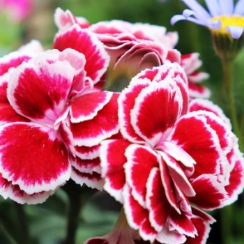 Oeillet (Dianthus caryophyllus) : variétés, plantation et entretien