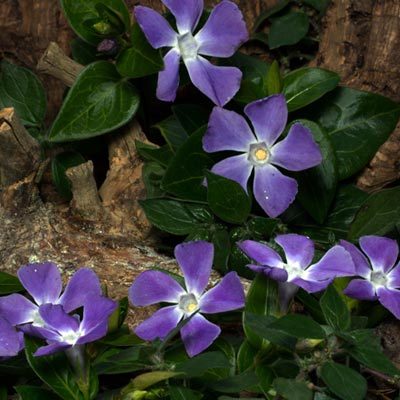 Pervenche fleurs violettes arbre